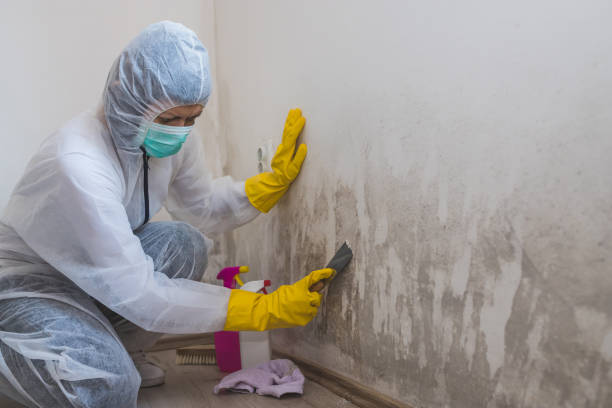 Best Mold Remediation for Healthcare Facilities  in New York Mills, NY